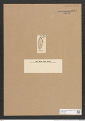 Surirella mississipica Ehr. (de-Toni-Nr.: Genus 53, Species 2224) Zeichnungen Sammlung Grunow Nr. 4641 (NHMW-BOT-W0372698)